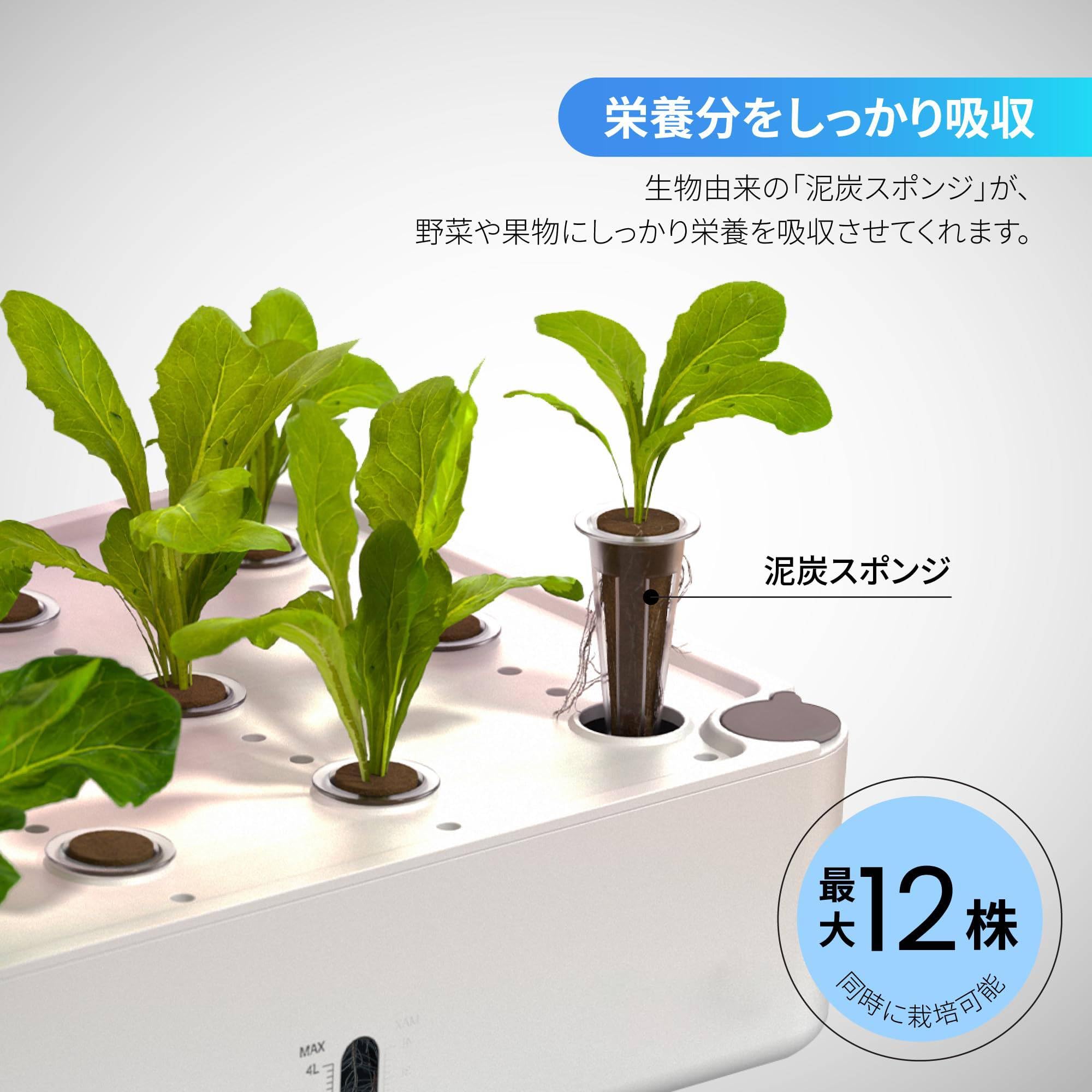 Amazon.co.jp: 水耕栽培キット 水耕栽培 セット 室内 植物育成